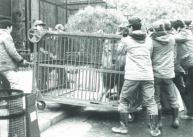 1976년 3월 완성된 동물사로 옮겨지는 사자. /에버랜드 제공