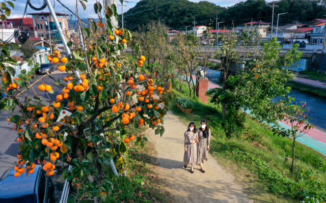 감나무 가로수길