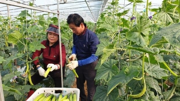 30년 오이 농사 경력을 지닌 김광성(64) 조연심(62)씨 부부가 순천시 홍내동에서 재배한 백다다기 오이를 수확하고 있다. <김광성씨 제공>