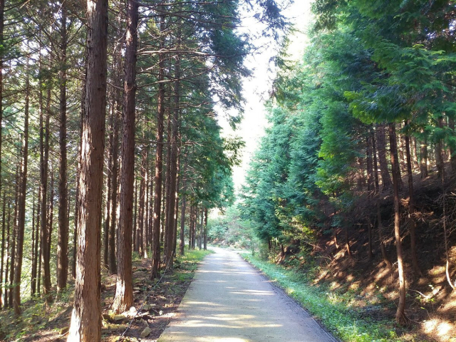 하동편백자연휴양림 숲길.