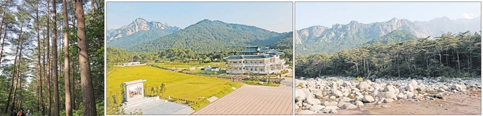 북 고성군 온정각 부근의 소나무숲길. ◇북 고성군 금강산 온정각 모습. 금강송들이 산에 빼곡히 자리 잡고 있다. ◇북 고성군 신계천 인근의 소나무들이 줄지어 자라고 있어 경관을 아름답게 장식하고 있다.