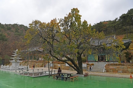 강릉의 1,000년 고찰 등명낙가사는 오랜 시간 동안 사람들과 자연을 품어 왔다. 대웅전 앞 살구나무는 오랜 연륜을 보여주는 듯하다. 오른쪽 사진은 등명낙가사의 5층 석탑.