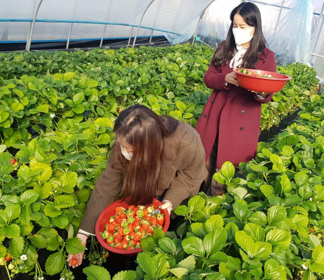 천혜의 자연에서 자란 고령딸기.