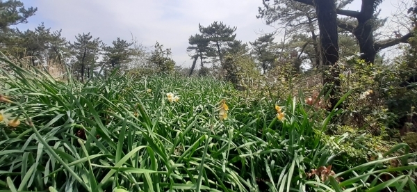 북오름 정상부에 형성된 수산화 군락지. 인위적으로 심어 높은 것이 아닌 자연적으로 형성된 것으로 보인다. 
