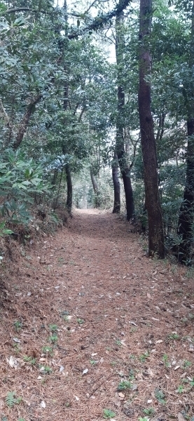 북오름 탐방로. 북오름은 둘레길과 함께 산체를 가로지르는 탐방로가 조성돼 있어 무리하지 않고 정상까지 오를 수 있다.