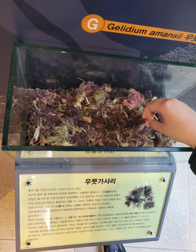 손으로 만져볼 수 있게 전시해 놓은 한천의 원료 ‘우뭇가사리’.