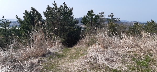 가마오름 정상부. 잡목과 덤불이 무성하다. 가마오름 정상에서는 제주 남서부 풍광을 한눈에 볼 수 있다.