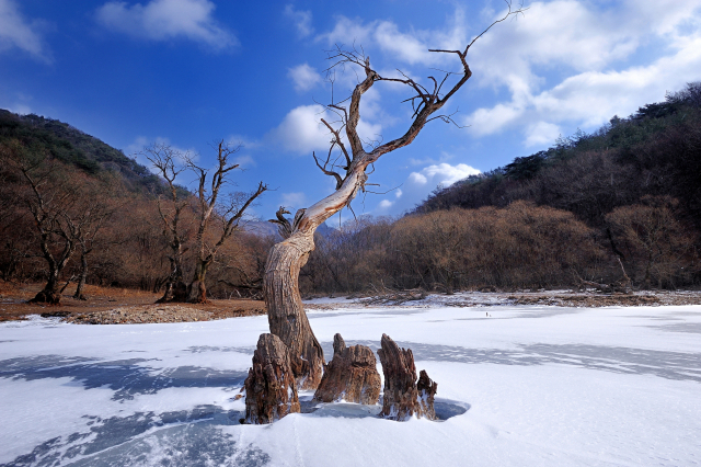 주산지의 겨울. 청송군 제공