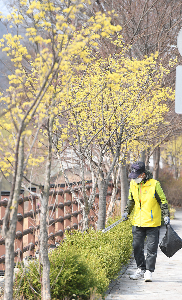 지구온난화로 인해 봄꽃 개화가 점점 빨라지면서 탄소배출량을 줄여야 한다는 지구가 인간에게 보내는 경고라고 볼 수 있는 가운데 24일 전주천변에 산수유꽃이 만개했다. 오세림 기자