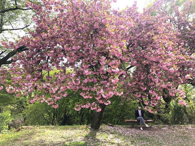 성산패총 겹벚꽃