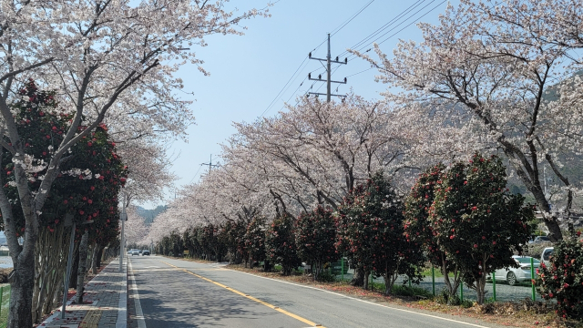 현동 덕동마을 동백벚꽃길