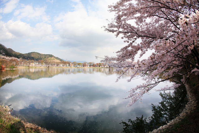 저수지를 둘러싼 산책로를 따라 벚꽃은 물론 왕버들, 비비추, 산머루, 꽃창포, 회양나무 등 4000여 종의 수목이 있는 내수면환경생태공원./경남신문 DB/