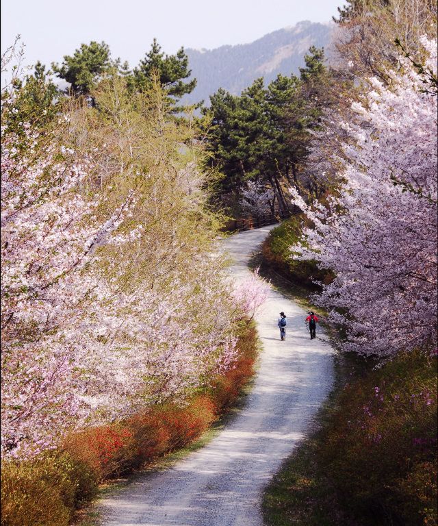 진해드림로드.