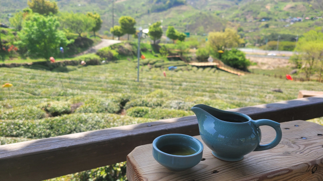 경남 하동군 화개면 ‘한밭제다’의 푸른 야생차밭. 차밭을 내려다보며 느긋하게 차마실을 즐길 수 있다.