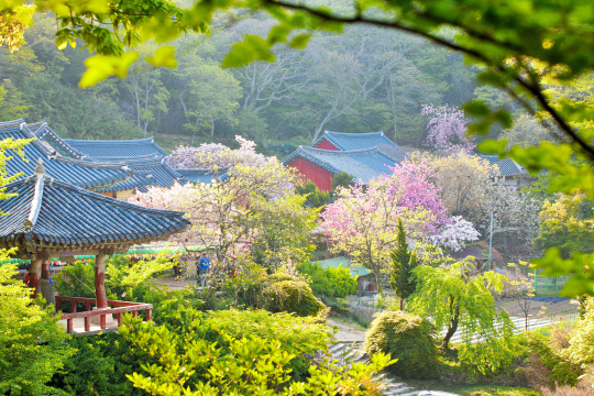 충남4대 사찰인 개심사(開心寺·전통사찰 제38호·충남 서산시 운산면) 겹벚꽃(일명 왕벚꽃) 20여 그루가 만발, 상춘객들의 발길을 잡고 있다. 사진=서산시 제공