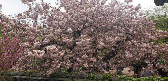 충남4대 사찰인 개심사(開心寺·전통사찰 제38호·충남 서산시 운산면) 겹벚꽃(일명 왕벚꽃) 20여 그루가 만발, 상춘객들의 발길을 잡고 있다. 사진=박계교 기자