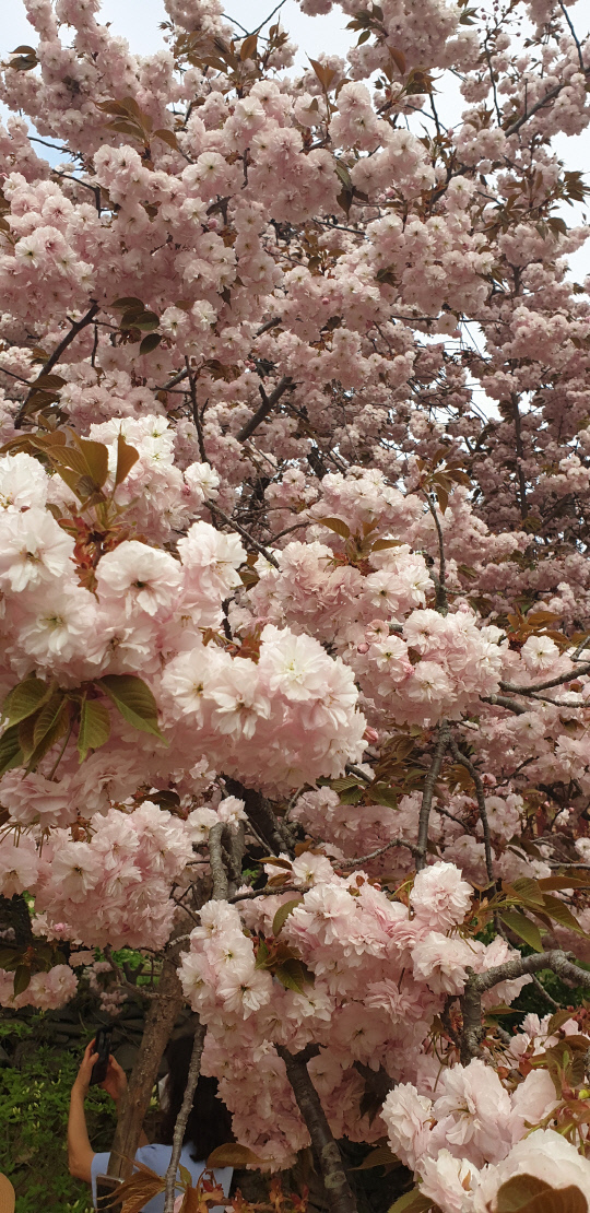 충남4대 사찰인 개심사(開心寺·전통사찰 제38호·충남 서산시 운산면) 겹벚꽃(일명 왕벚꽃) 20여 그루가 만발, 상춘객들의 발길을 잡고 있다. 사진=박계교 기자