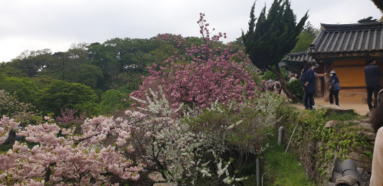 충남4대 사찰인 개심사(開心寺·전통사찰 제38호·충남 서산시 운산면) 겹벚꽃(일명 왕벚꽃) 20여 그루가 만발, 상춘객들의 발길을 잡고 있다. 사진=박계교 기자
