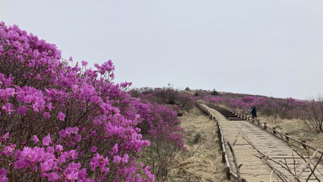 아고산대인 지리산국립공원 노고단 정상부에 털진달래가 개화, 노고단 일원이 분홍빛으로 물들기 시작했다. 지리산국립공원사무소 제공