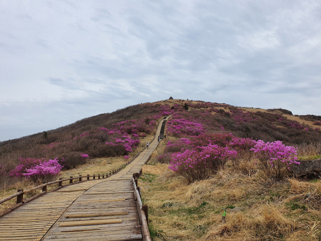 아고산대인 지리산국립공원 노고단 정상부에 털진달래가 개화, 노고단 일원이 분홍빛으로 물들기 시작했다. 지리산국립공원사무소 제공