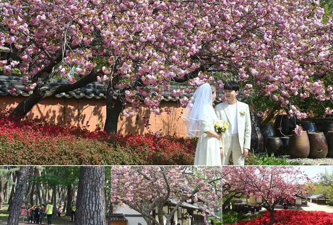 허균허난설헌 기념공원의 겹벚꽃나무 아래서 연인들이 기념사진을 찍고 있다, 초당 허균허난설헌 생가의 금강송 숲이 산책 코스로 인기다(왼쪽 사진). 생가터 주변으로 벚꽃과 겹벚꽃, 철쭉 등을 비롯한 각양각색의 꽃이 늦여름까지 만발해 기념사진을 찍는 사람들의 발길이 이어진다. 강릉=권태명기자