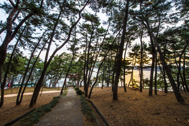 고하도 곰솔숲