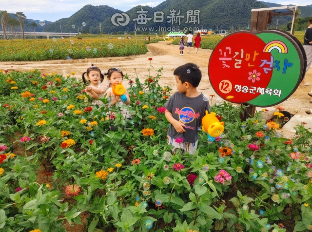 아빠, 엄마는 청송사과트레일런에 참가하고 아이들 등 나머지 가족들은 산소카페 청송정원에서 백일홍 향기에 흠뻑 빠지면 된다. 매일신문 DB