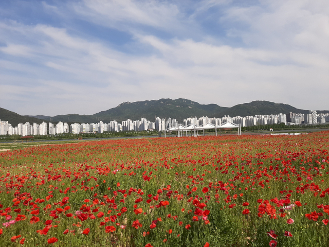 김해 낙동강둔치 야생화단지./김해시/