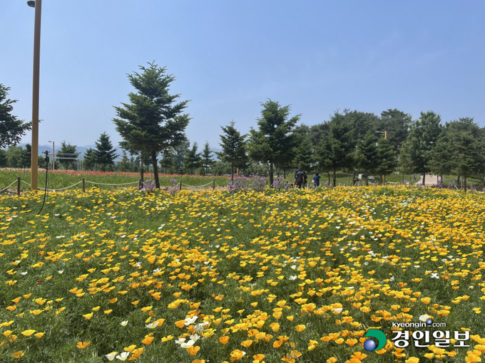 28일 가평군 자라섬 남도 꽃 정원을 찾은 방문객 등이 캘리포니아 양귀비 꽃밭 산책로를 걷고 있다. 가평/김민수기자 kms@kyeongin.com