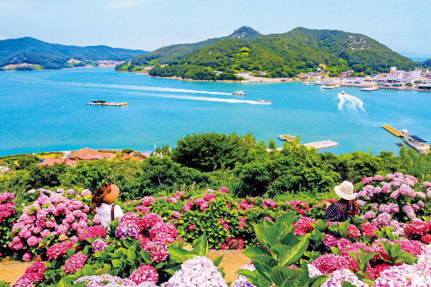 수국이 흐드러지게 핀 고흥 쑥섬 전경. <전남도 제공>