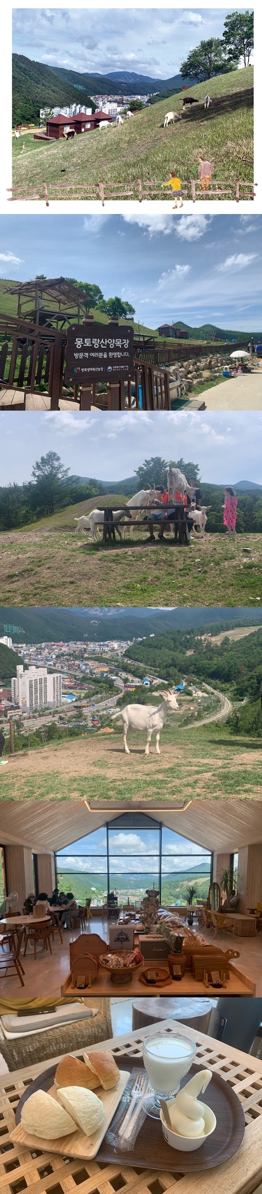 태백 시내 전경을 배경으로 산양들이 풀을 뜯고 있다. ◇몽토랑 산양목장 입구. ◇산양과 즐거운 시간을 보내고 있는 아이들. ◇몽토랑 산양목장 카페 내부 모습. ◇산양유, 산양유 아이스크림, 산양유 크림빵.
