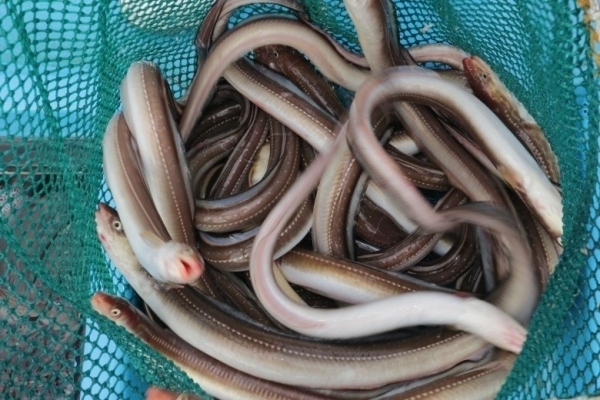 갓 잡아올린 바닷장어. <사진=근해통발수협 제공>