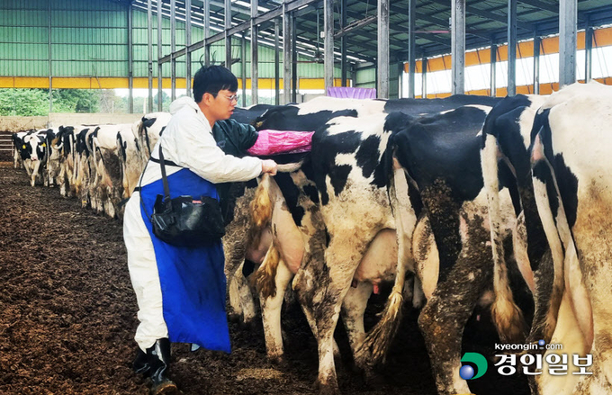 축산업 발전의 핵심축을 담당하고 있는 필수인력인 대동물 수의사가 부족한 실정이라 양성을 위한 실질대책이 필요하다는 지적이다. 19일 오전 한 대동물 수의사가 화성시 장안면 축산농장에서 젖소들을 진료하고 있다. 2022.9.19 /이자현기자 naturelee@kyeongin.com