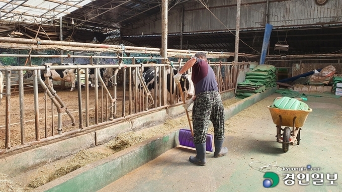 사진은 양주의 한 목장에서 작업중인 이모씨의 모습. 수익이 급감하면서 최근 2년 동안 이씨네 목장 인근에서 4곳의 낙농업 농장이 폐업했다. 2022.10.12 /김동한기자 dong@kyeongin.com