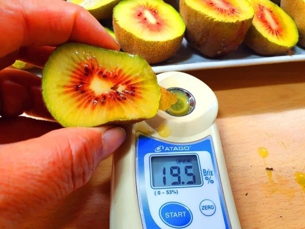 고당도 레드키위. <사진=제주특별자치도농업기술원 제공>