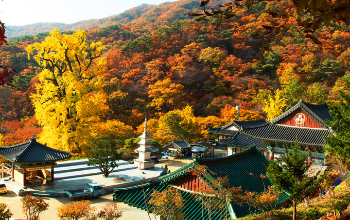 단풍이 절정인 용문사 풍경. 사진 왼편으로 1천100살 은행나무가 우뚝 솟아있다. /양평군 제공