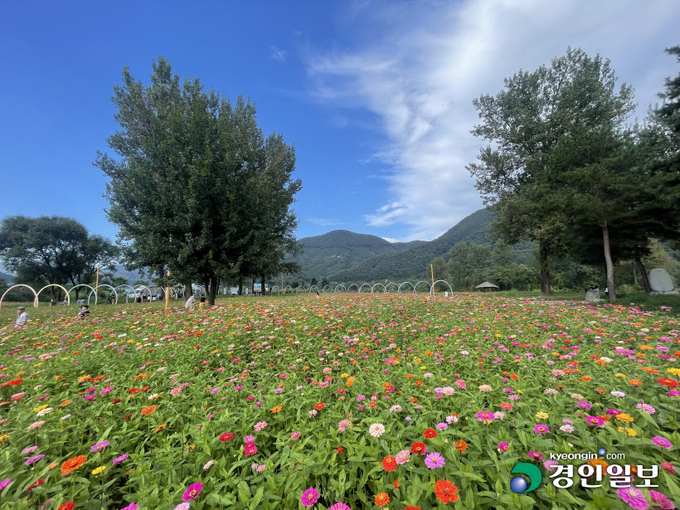 자라섬 남도 꽃 정원을 찾은 방문객들이 백일홍 꽃밭을 감상하며 거닐고 있는 모습. /경인일보DB