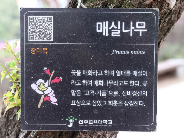 전주교대에 식재된 매실나무 표목. 오세림 기자
