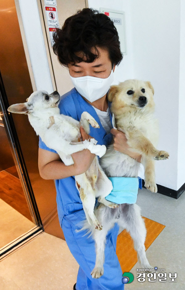 오는 7월 정식 개관을 앞둔 여주시 경기도 반려동물테마파크는 유기동물 보호 및 입양, 동물 복지 문화 확산을 위한 시설 등을 갖추고 최근 임시 개관해 운영 중이다. 사진은 수의사가 치료 중인 강아지들. 2023.5.11 /이지훈기자 jhlee@kyeongin.com