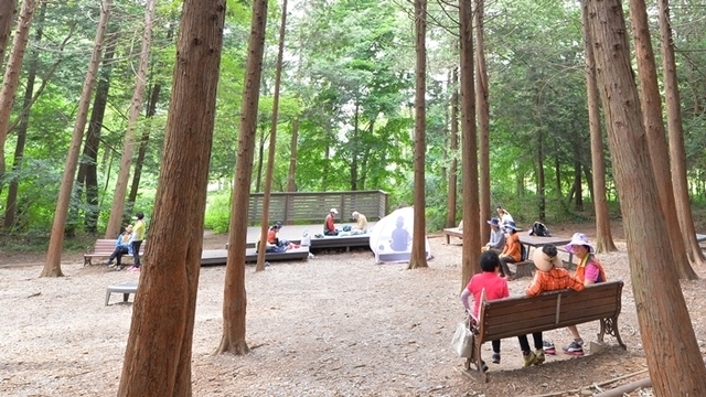 전주 건지산편백나무숲. 