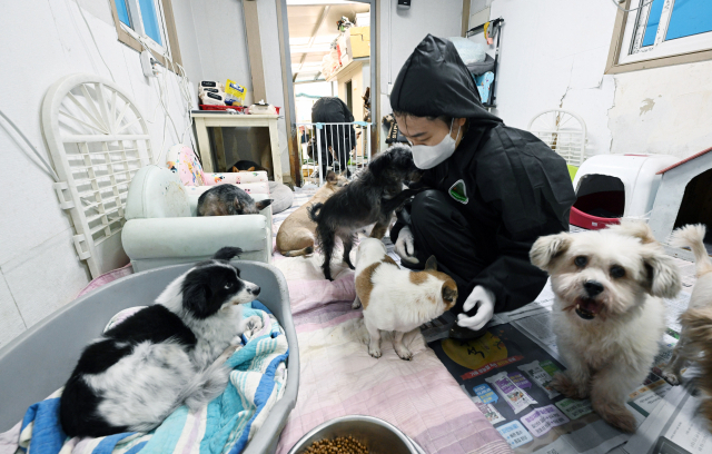 29일 창원시 의창구 창원시유기동물보호소에서 한 자원봉사자가 유기견을 보살피고 있다./김승권 기자/