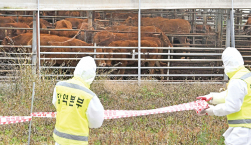 횡성의 한우농가에서 럼피스킨병이 발생한 지난 26일 방역 당국 관계자들이 농가 일대를 차단하고 있다. 횡성=신세희기자