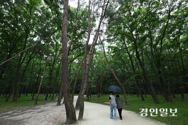 화성시 융건릉 소나무 숲이 지난 겨울 폭설과 최근 폭염 등으로 피해를 보고 있으나 복구작업이 지연되면서 노송 관리에 우려의 목소리가 커지고 있다. 사진은 13일 오후 화성시 융건릉에서 소나무가 지지대에 기대어 버티고 있는 모습. 2025.7.13 /최은성기자 ces7198@kyeongin.com