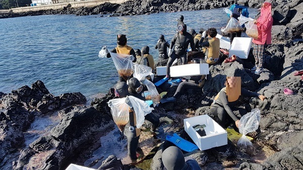 바다 자원 회복을 위해 홍해삼 종자를 방류하는 모습. 사진은 기사와 관계 없음.