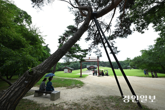 (경인일보) [이슈추적] “예산 확보 못해서”… 융건릉 소나무 복구, 손 놨던 국가유산청