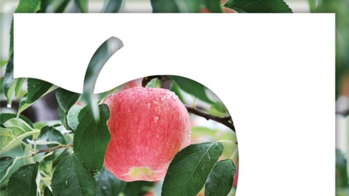 (매일신문) [新팔도핫플레이스] 대한민국 명품사과 진면목 한눈에… ‘청송사과축제’ 내달 2일까지