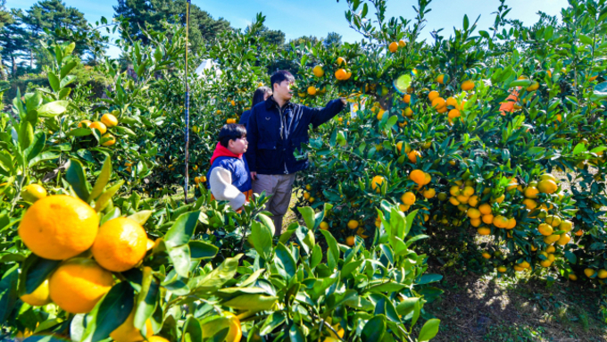 (제주일보) [팔도 핫 플레이스] 제주 서귀포 '감귤박물관'