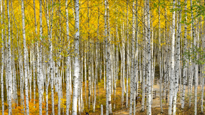 (강원일보) [팔도 핫플레이스] 인제 원대리 자작나무숲