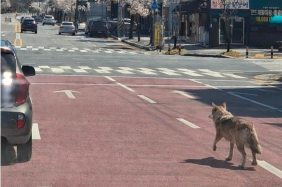 (대전일보)시민 불안은 커지는데… 늑대 포획 '골든타임' 놓친 관계당국